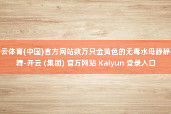 开云体育(中国)官方网站数万只金黄色的无毒水母静静飘舞-开云