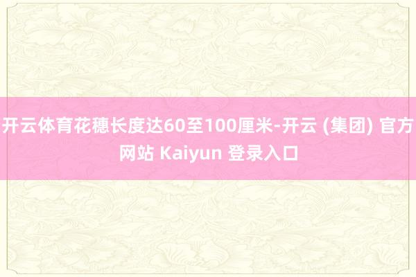 开云体育花穗长度达60至100厘米-开云 (集团) 官方网站 Kaiyun 登录入口